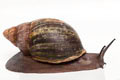 Archachatina puylaerti adult